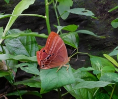 Abisara