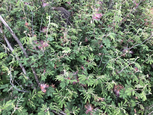 Calliandra eriophylla