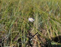 Symphyotrichum boreale