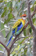 Platycercus eximius x adscitus