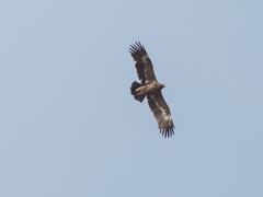 Aquila nipalensis
