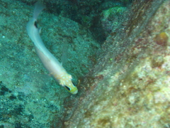 Hypoplectrus unicolor