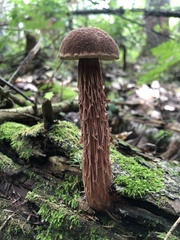 Aureoboletus russellii
