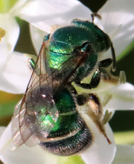 Augochloropsis