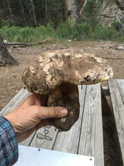 Boletus barrowsii