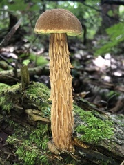 Aureoboletus russellii