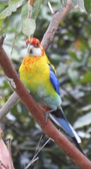 Platycercus eximius x adscitus