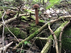Aureoboletus russellii
