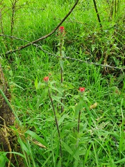 Castilleja arvensis arvensis