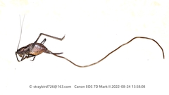Gordioidea