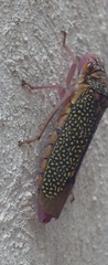 Proconiini