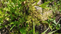 Leucospora multifida