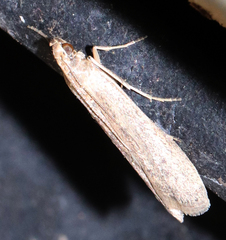 Homoeosoma electella