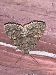 Idia diminuendis
