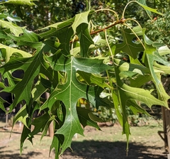 Quercus shumardii