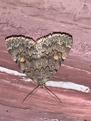 Idia diminuendis