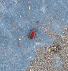 Pyrrhocoris apterus