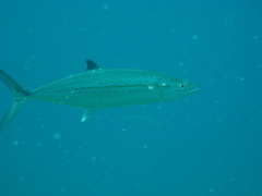 Scomberomorus regalis