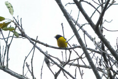 Euphonia chlorotica
