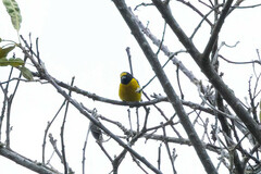 Euphonia chlorotica
