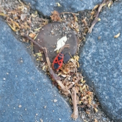 Pyrrhocoris apterus