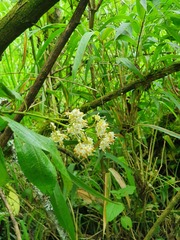 Miconia crocea