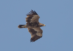 Aquila nipalensis
