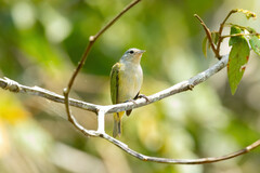 Conirostrum speciosum