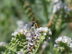 Bembix