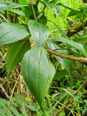 Miconia crocea