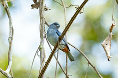 Conirostrum speciosum