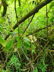 Miconia crocea