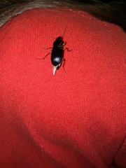 Pseudoophonus