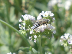 Bembix
