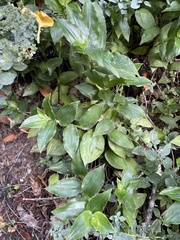 Tradescantia fluminensis