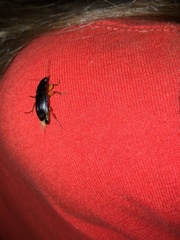 Pseudoophonus