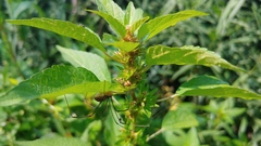 Acalypha rhomboidea