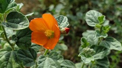 Sphaeralcea parvifolia