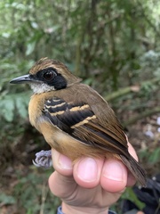 Myrmoborus myotherinus
