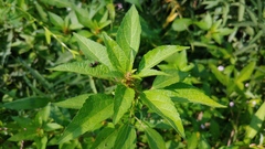 Acalypha rhomboidea