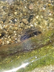 Faxonius virilis