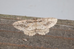 Neoalcis californiaria