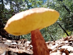 Aureoboletus