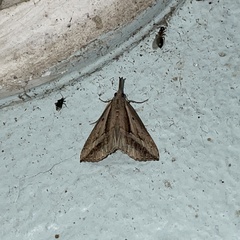 Ophiuche fufialis