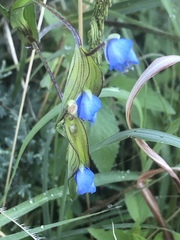 Commelina dianthifolia