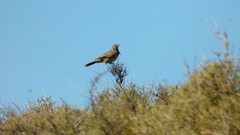 Upucerthia dumetaria