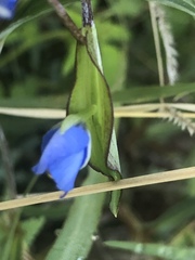 Commelina dianthifolia