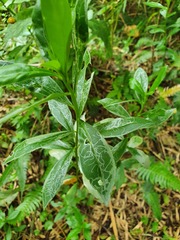 Phytomyza albiceps group