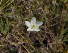 Parnassia glauca