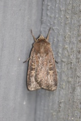Xestia xanthographa